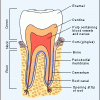 tooth_anatomy_vs2