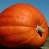 largepumpkin