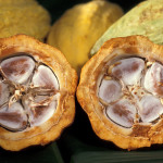 Cacao-pod-k4636-14