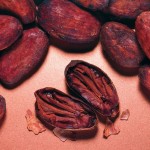 cocoa-beansIngredients3