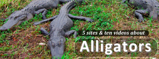 alligator3